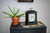 Hermle Table Clock 30x21x14 cm Wood • Mechanical 8-day movement • Westminster chime