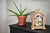 Hermle Table Clock 30x21x14 cm Wood • Moon Phase • Westminster Chime